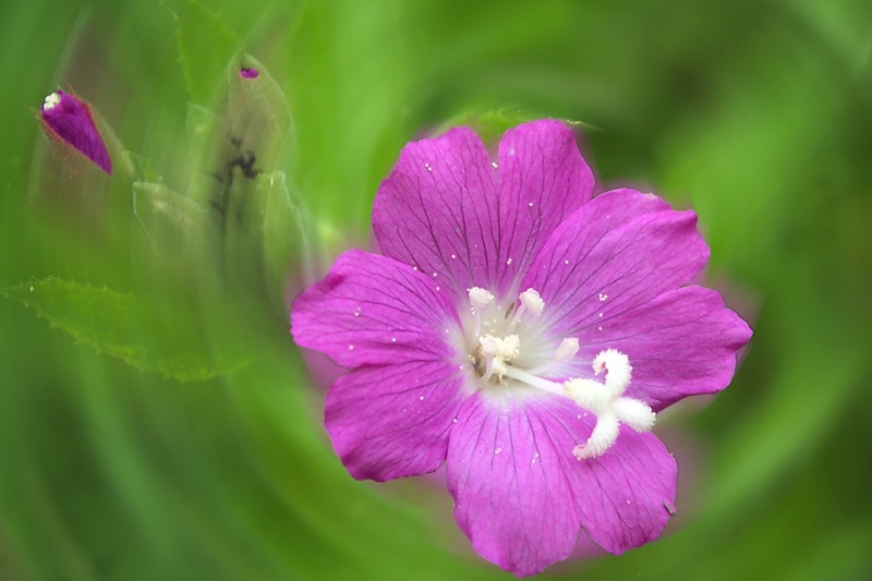 photo "***" tags: nature, flowers