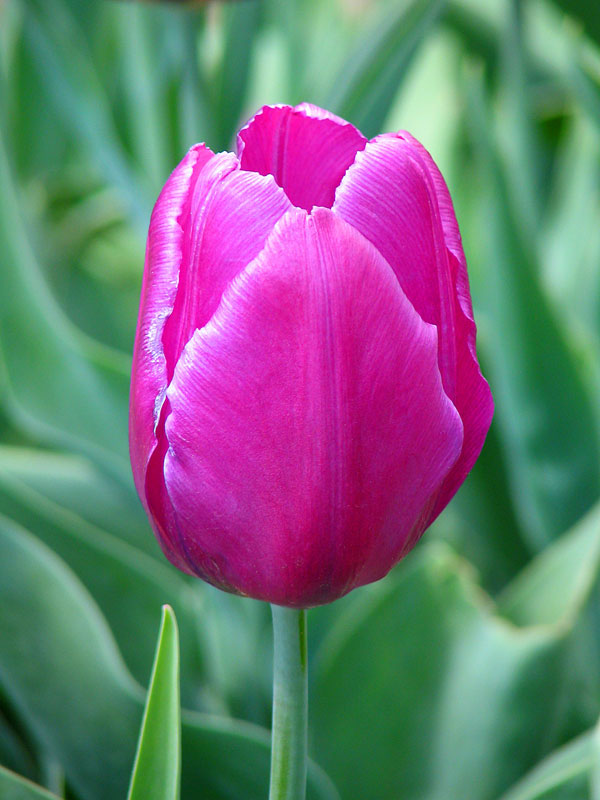 photo "***" tags: nature, flowers