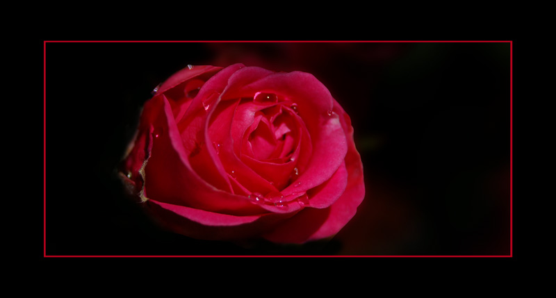 photo "rose" tags: , 