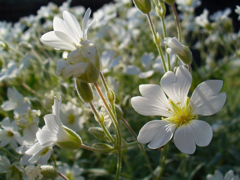 photo "***" tags: nature, flowers