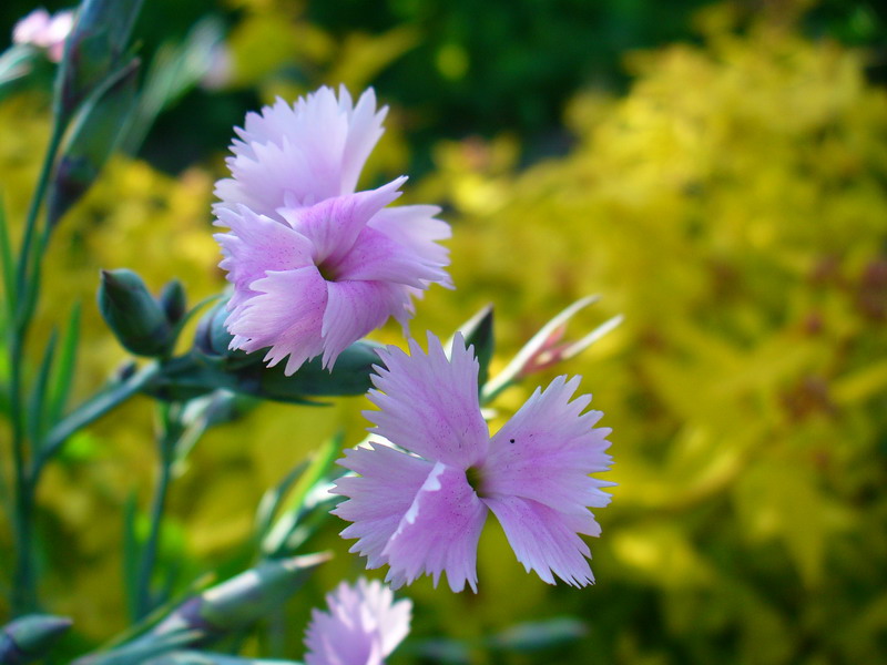 photo "***" tags: nature, flowers