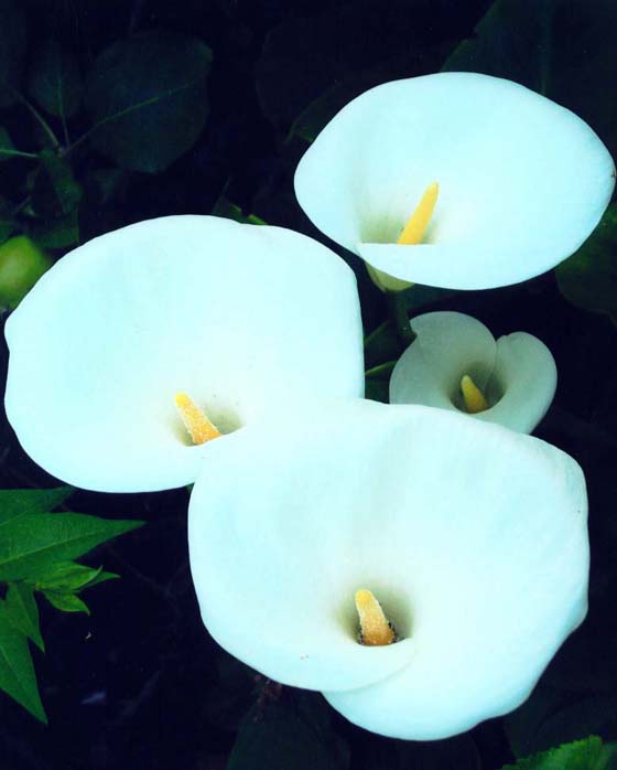 photo "" Arum Lily "" tags: macro and close-up, nature, flowers