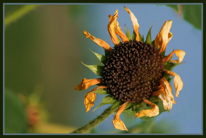 photo "Last Dance I" tags: nature, flowers