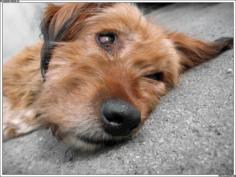 photo "Dog tired" tags: nature, pets/farm animals