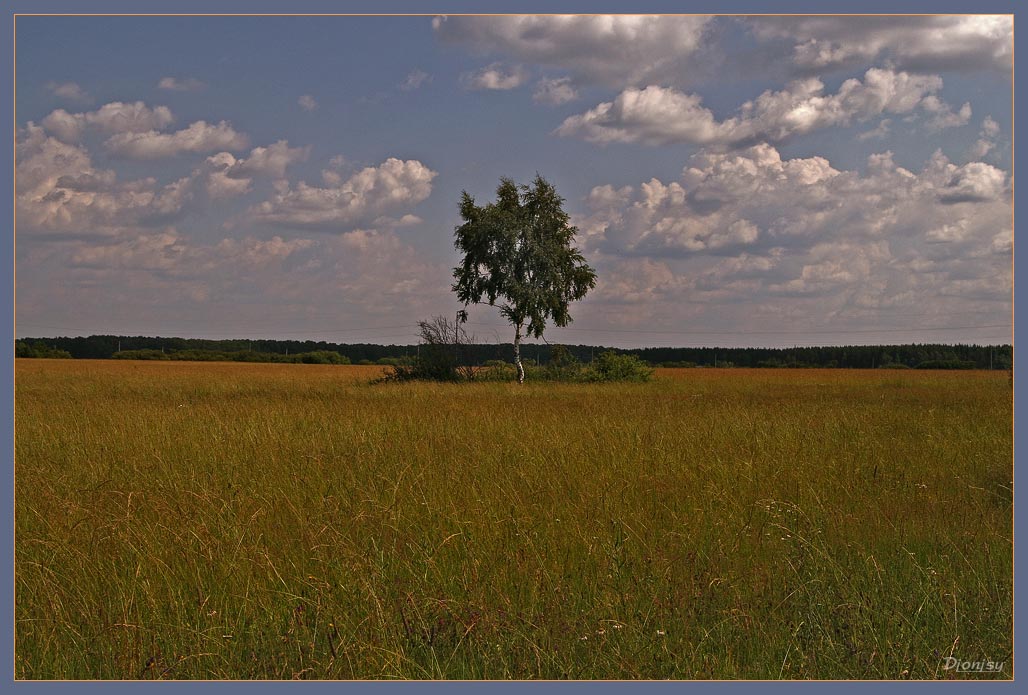 photo "One at the field" tags: landscape, summer