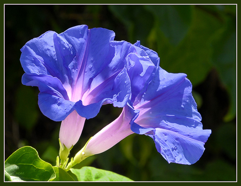 photo "Blue & Pink" tags: nature, flowers