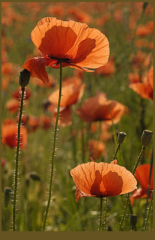 photo "Poppies blossoms" tags: nature, flowers