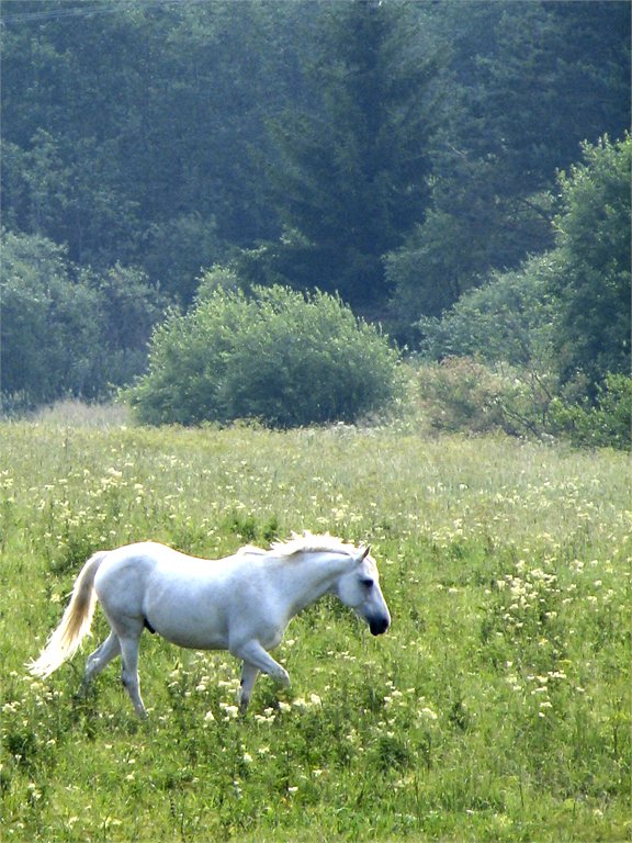 photo "'From the dream'" tags: nature, landscape, pets/farm animals, summer