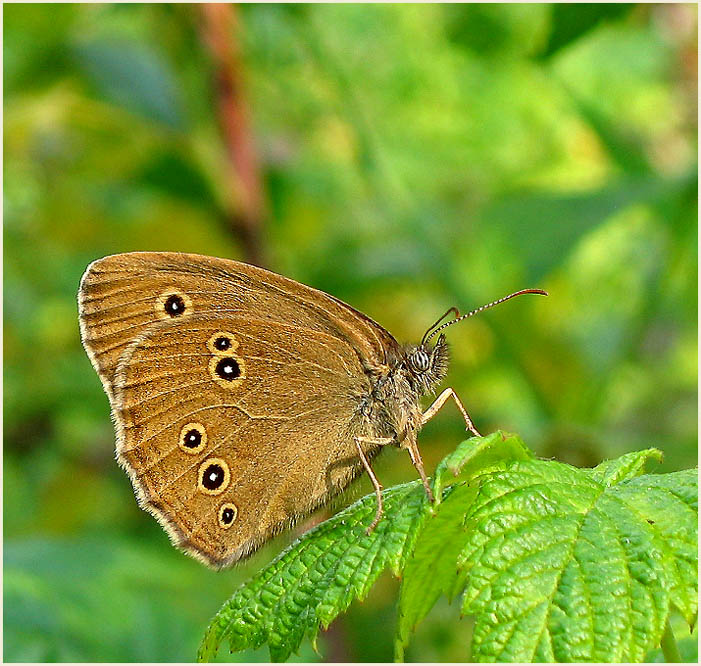 photo "***" tags: macro and close-up, nature, insect