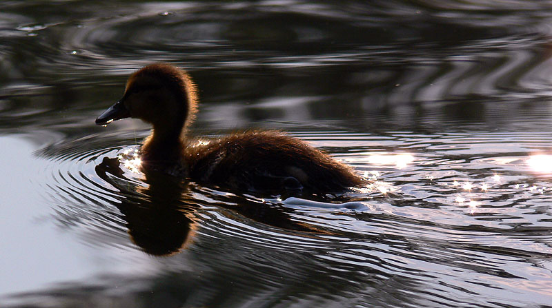 photo "***" tags: nature, landscape, water, wild animals