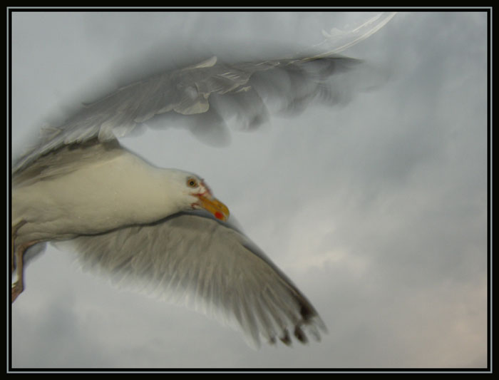 photo "Escape" tags: nature, wild animals