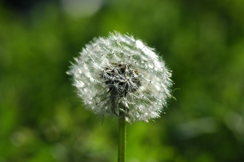 photo "Be Still" tags: macro and close-up, nature, flowers