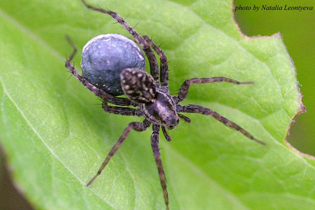 photo "Spider" tags: nature, macro and close-up, insect