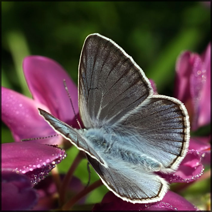 photo "Butterfly and flower" tags: nature, insect