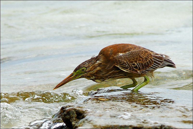 photo "***" tags: nature, wild animals