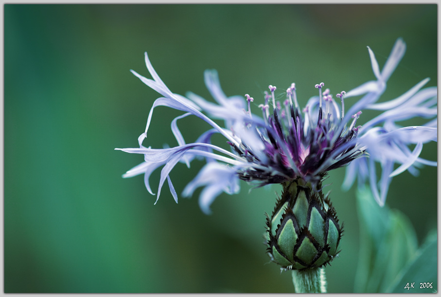 photo "***" tags: macro and close-up, nature, flowers