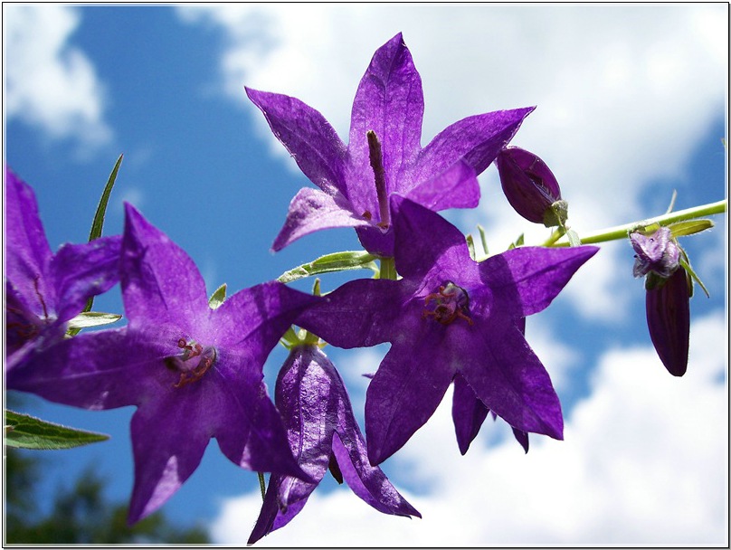 photo "Bells" tags: nature, flowers