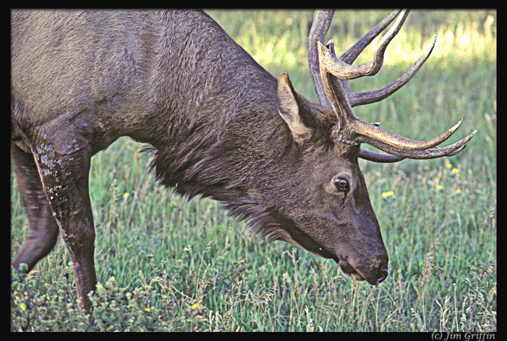 фото "Bull Elk in Rocky Mountain National Park" метки: природа, дикие животные