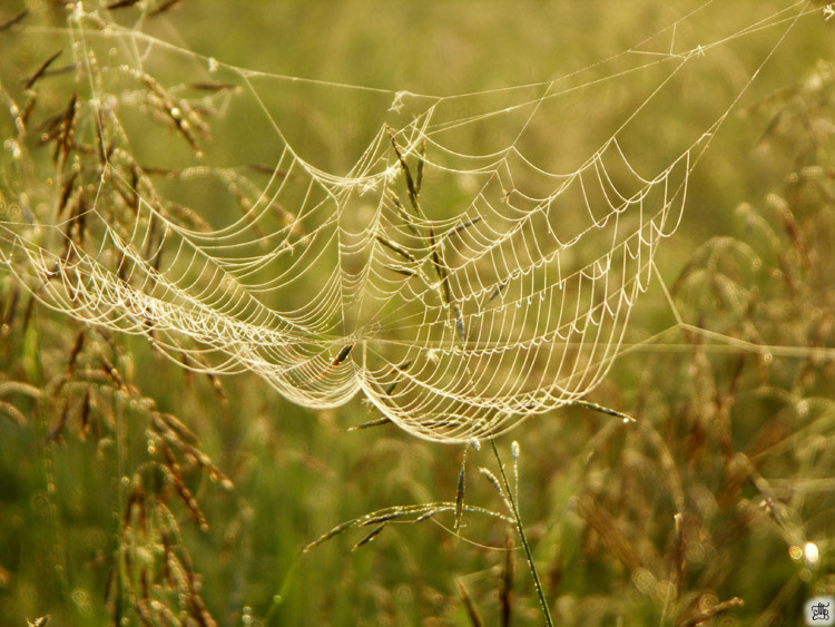 photo "***" tags: nature, insect