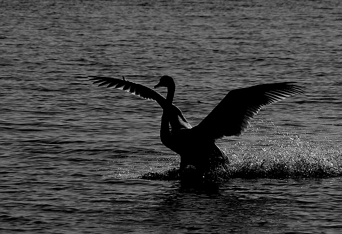 photo "Swan" tags: nature, wild animals