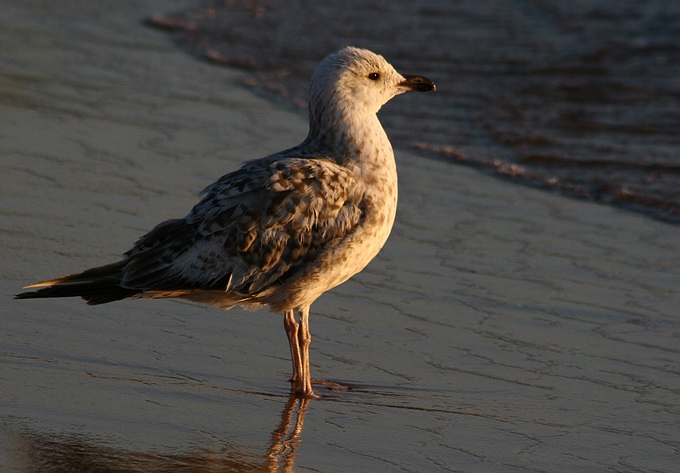 photo "I am looking" tags: nature, wild animals