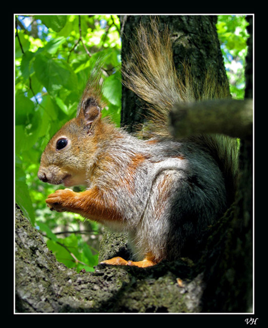 photo "I have dinner!!!" tags: nature, wild animals