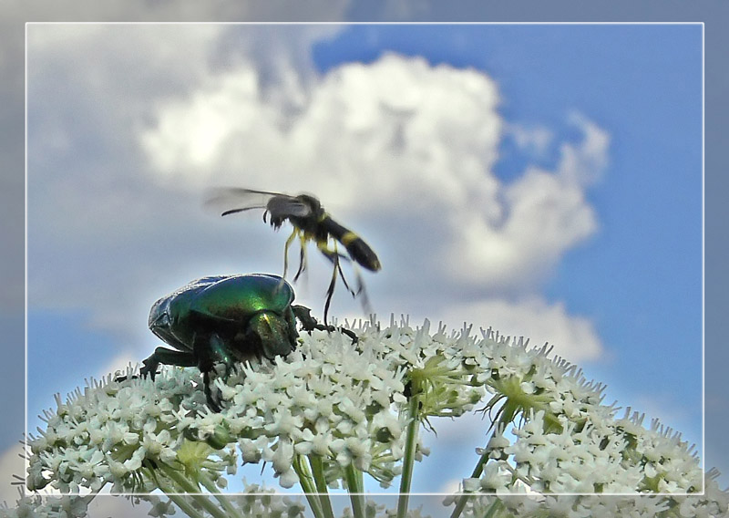 photo "***" tags: nature, insect