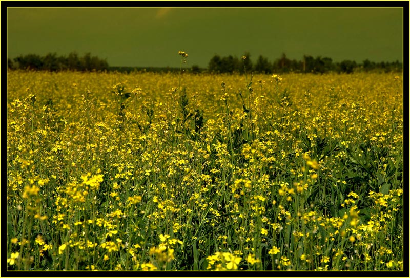 photo "Yellow day" tags: landscape, nature, flowers, summer