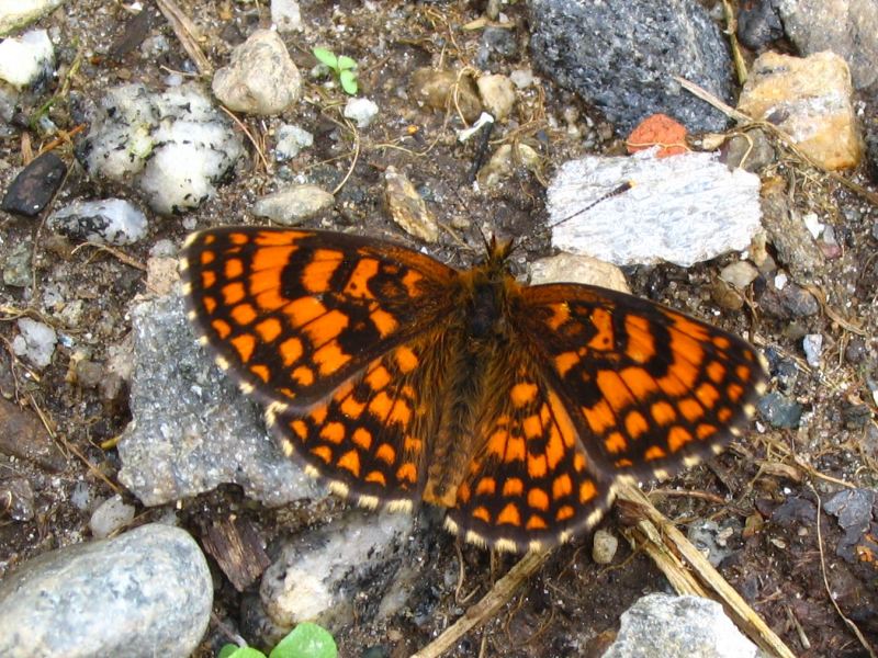photo "Butterfly #1" tags: nature, insect
