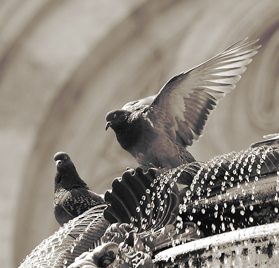 фото "***" метки: природа, дикие животные