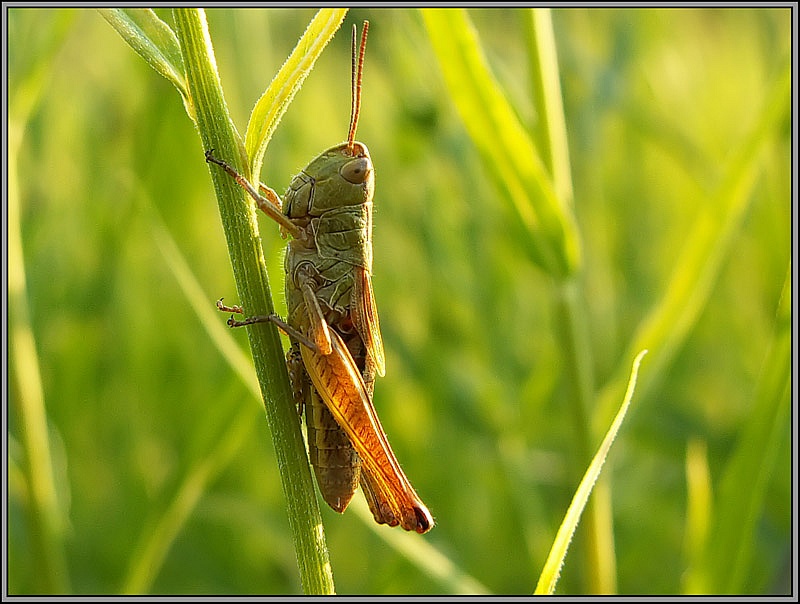 фото "Скакал кузнечик маленький ..." метки: макро и крупный план, природа, насекомое
