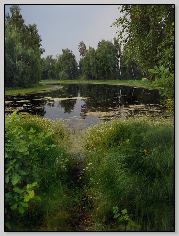 фото "...Русь болотная..." метки: пейзаж, лето