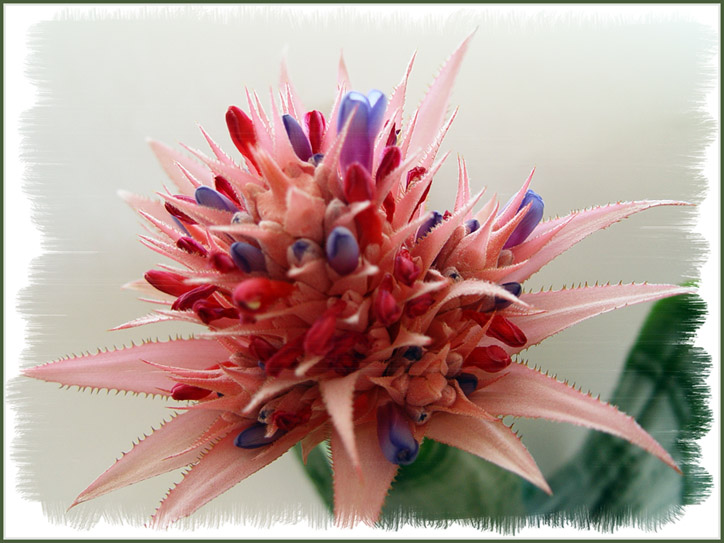 фото "Очередное цветение Эхмеи" метки: природа, макро и крупный план, цветы