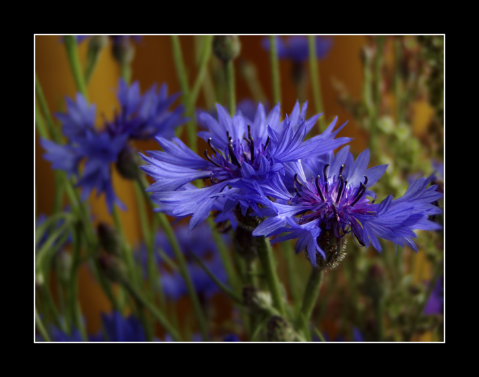 photo "**" tags: nature, flowers