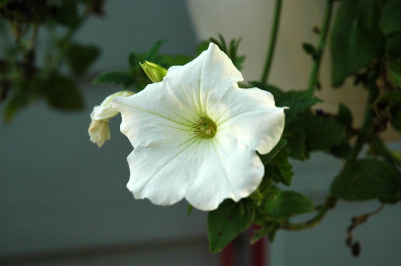 photo "Morning Bloomer" tags: nature, macro and close-up, flowers