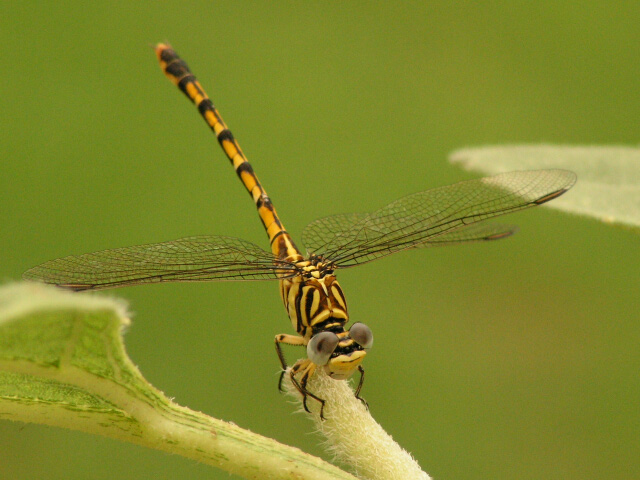photo "Cute Dragon" tags: macro and close-up, nature, insect