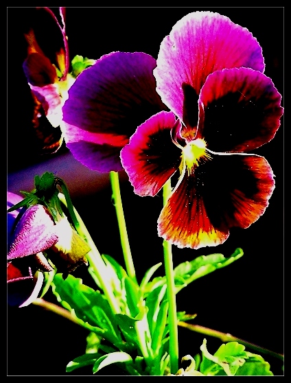 photo "* PansY*" tags: nature, macro and close-up, flowers