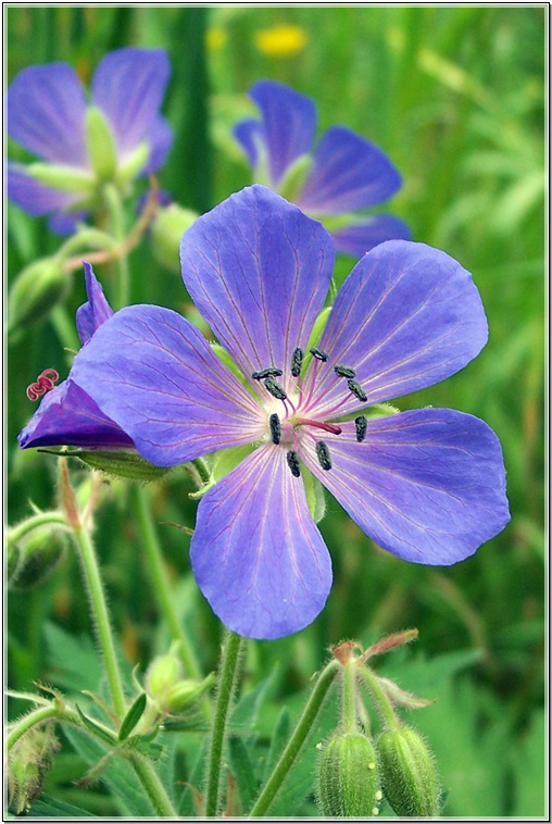 photo "***" tags: nature, flowers