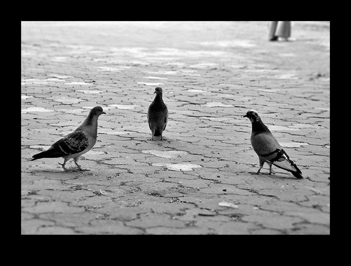 photo "if it is necessary to choose" tags: genre, black&white, 