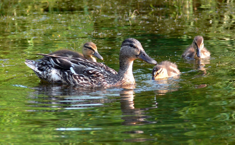 photo "Duck family" tags: landscape, nature, water, wild animals