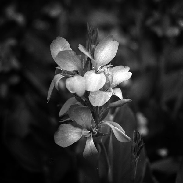 photo "no titled" tags: black&white, nature, flowers