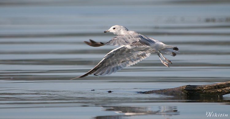 photo "The first instants of flight" tags: nature, wild animals