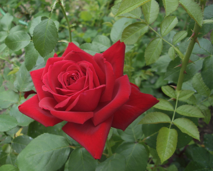 фото "Роза для именинника..." метки: природа, цветы