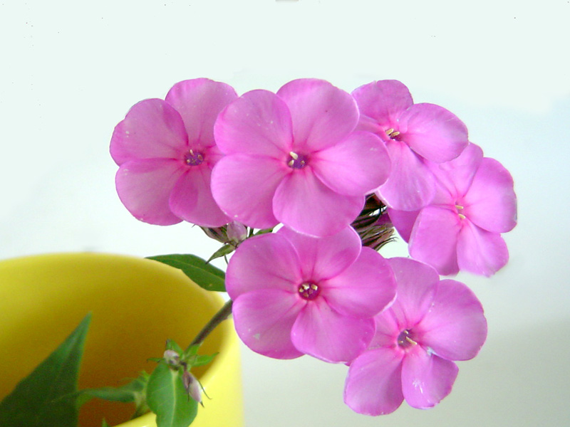 photo "***" tags: macro and close-up, 
