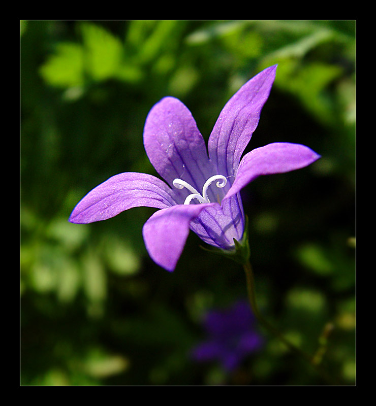 photo "Hi,...campanula...)" tags: macro and close-up, nature, flowers