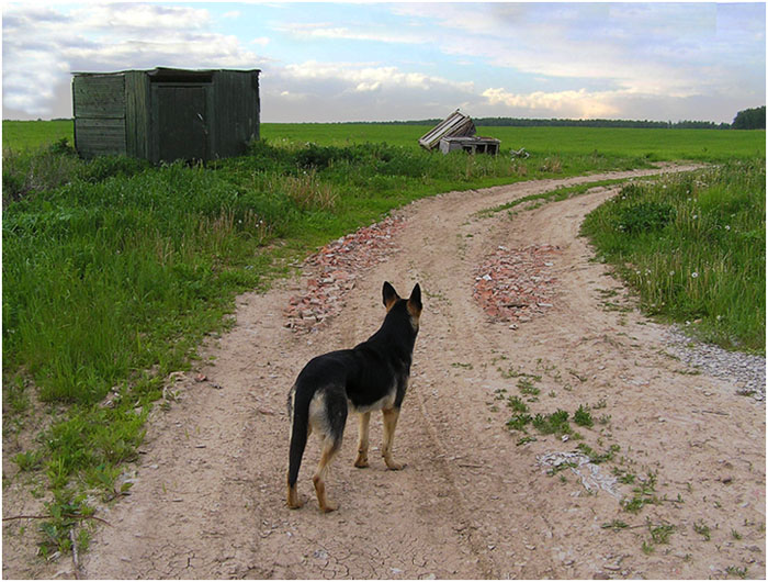 photo "What ahead?" tags: nature, genre, собака