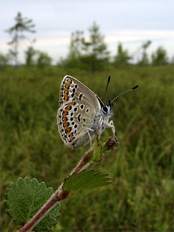 photo "King (or queen) of the..." tags: nature, macro and close-up, insect