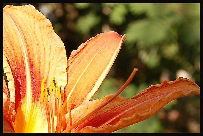 фото "liliy" метки: природа, цветы