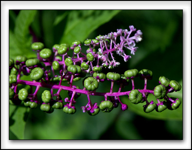 photo "In Bloom" tags: nature, flowers