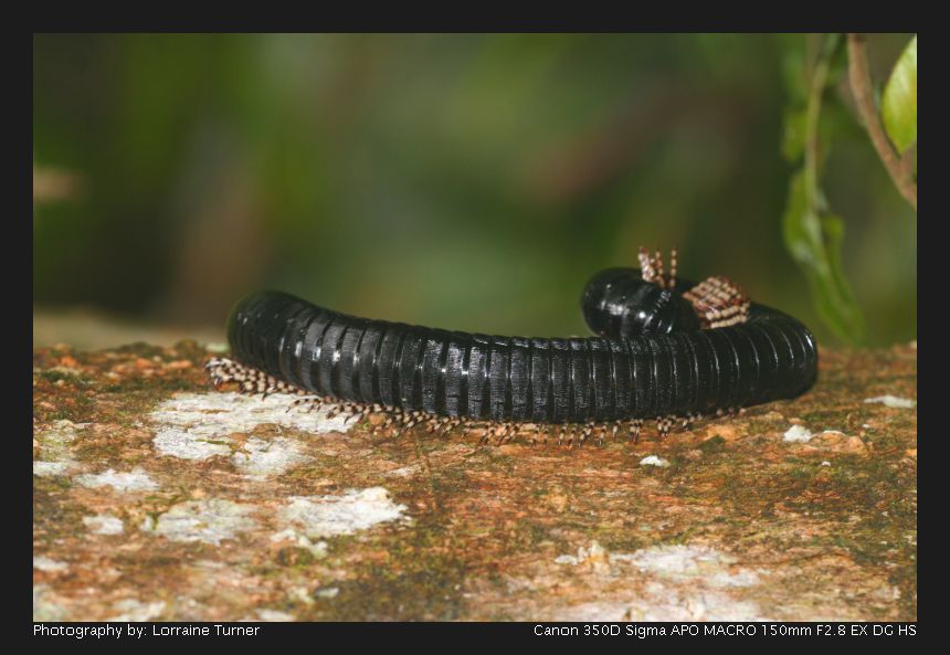 photo "Millipede" tags: nature, macro and close-up, insect